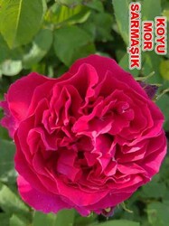 ROSA SPP. ( Kokulu koyu mor renkli sarmaşık gül) FİDANI - 1