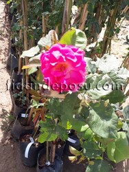 ROSA SPP. ( Isparta sarmaşık gül) FİDANI - 1