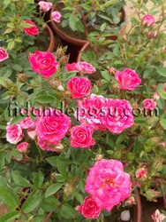 ROSA SPP. (Şeker pembesi minyatür gül) FİDANI - 1