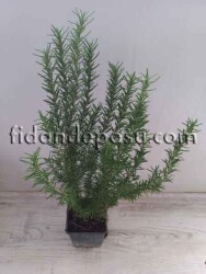 ROSMARINUS OFFICINALIS (Biberiye,kuşdili) BİTKİSİ - 