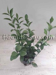 RUSCUS HYPOGLOSSUM(At dili) BİTKİSİ - 2