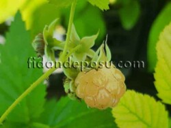 SARI AHUDUDU (Rubus idaeus Fallgold) FİDANI - 