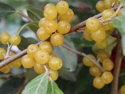 SARI GÜZ ZEYTİNİ (JAPON İĞDESİ) (Elaeagnus umbellata) FİDANI - 1