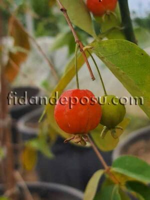 SURİNAM KİRAZI (Eugenia uniflora) FİDANI - 