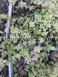 THYMUS PRAECOX'Creeping Red'(Yayla kekiği)BİTKİSİ - 1