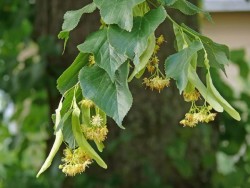 TILIA PLATYPHYLLOS (Ihlamur) FİDANI - 