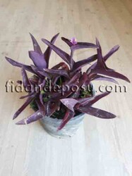 TRADESCANTIA PALLIDA PURPLE HEART(Mor telgraf çiçeği) BİTKİSİ - 