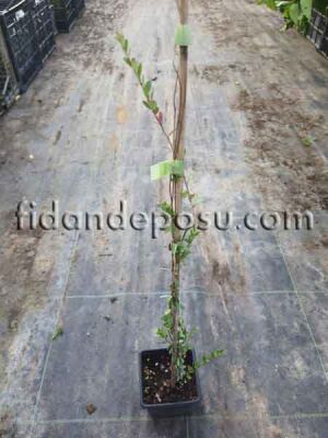 Vaccinium macrocarpon'Ben lear' (TURNA YEMİŞİ (Cranberry)) - 