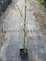 Vaccinium macrocarpon'Early Black' (TURNA YEMİŞİ (Cranberry) - 