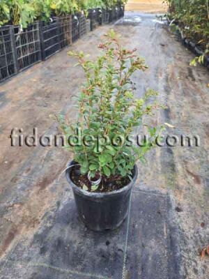 Vaccinium vitis-idaea'Fire balls' (Kekreyemiş) Fidanı - 