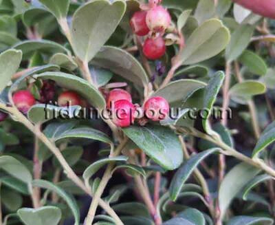 Vaccinium vitis-idaea'Miss cherry (Kekreyemiş) Fidanı - 