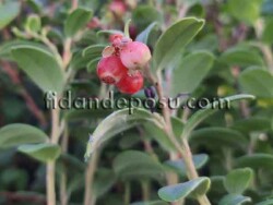 Vaccinium vitis-idaea'Miss cherry (Kekreyemiş) Fidanı - 2