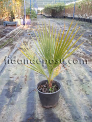 WASHINGTONIA ROBUSTA (Meksika yelpaze palmiyesi) BİTKİSİ - 1