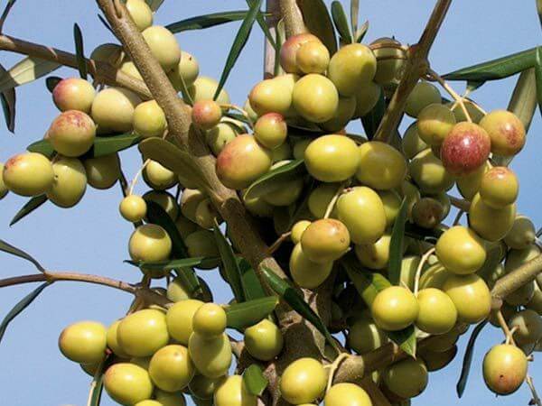 Zeytin Fidanı Çeşitleri